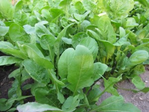 画像(300x225)・拡大画像(640x480)