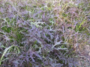 画像(300x225)・拡大画像(640x480)