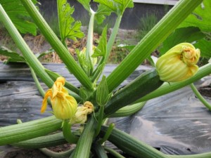 画像(300x225)・拡大画像(640x480)