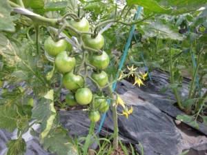 画像(300x225)・拡大画像(640x480)