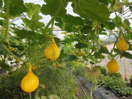 画像(435x326)・拡大画像(640x480)