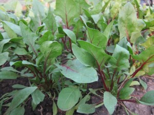 画像(300x225)・拡大画像(640x480)