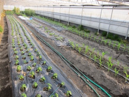 画像(435x326)・拡大画像(640x480)