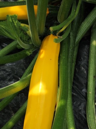 �摜(326x435)�E�g��摜(480x640)