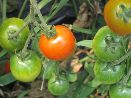 �摜(435x326)�E�g��摜(640x480)