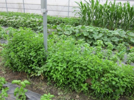 �摜(435x326)�E�g��摜(640x480)