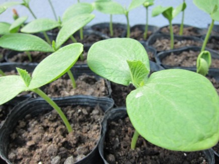 �摜(435x326)�E�g��摜(640x480)