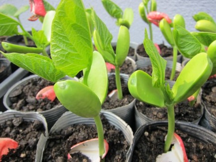 �摜(435x326)�E�g��摜(640x480)