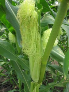 �摜(225x300)�E�g��摜(480x640)