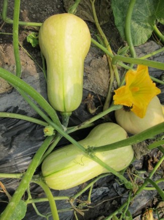 �摜(326x435)�E�g��摜(480x640)