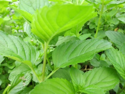 �摜(435x326)�E�g��摜(640x480)