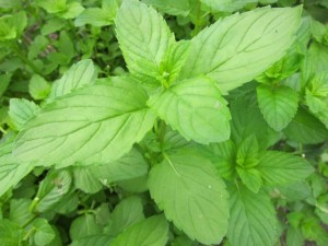 �摜(300x225)�E�g��摜(640x480)