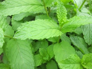 �摜(300x225)�E�g��摜(640x480)