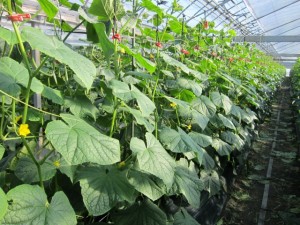 �摜(300x225)�E�g��摜(640x480)