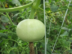 �摜(300x225)�E�g��摜(640x480)