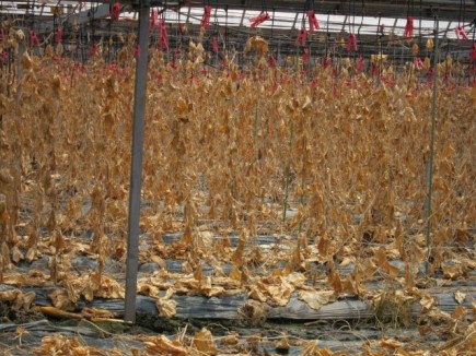 �摜(435x326)�E�g��摜(640x480)