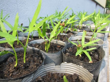 �摜(435x326)�E�g��摜(640x480)