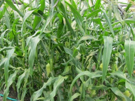 �摜(435x326)�E�g��摜(640x480)