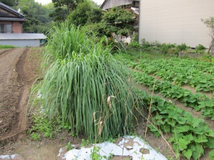 �摜(435x326)�E�g��摜(640x480)