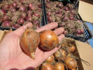 �摜(300x225)�E�g��摜(640x480)