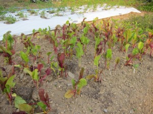 �摜(300x225)�E�g��摜(640x480)