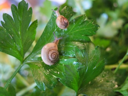 �摜(435x326)�E�g��摜(640x480)