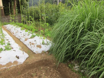 �摜(435x326)�E�g��摜(640x480)