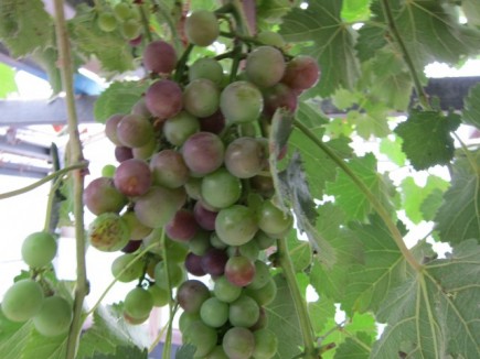 �摜(435x326)�E�g��摜(640x480)