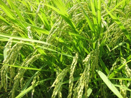 �摜(435x326)�E�g��摜(640x480)