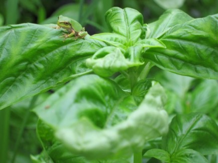 �摜(435x326)�E�g��摜(640x480)