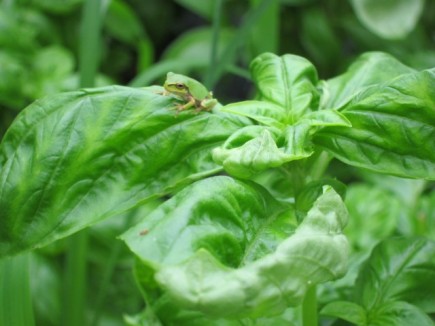 �摜(435x326)�E�g��摜(640x480)