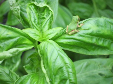 �摜(435x326)�E�g��摜(640x480)