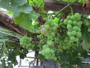 �摜(300x225)�E�g��摜(640x480)