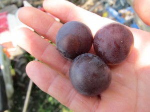 画像(300x225)・拡大画像(640x480)