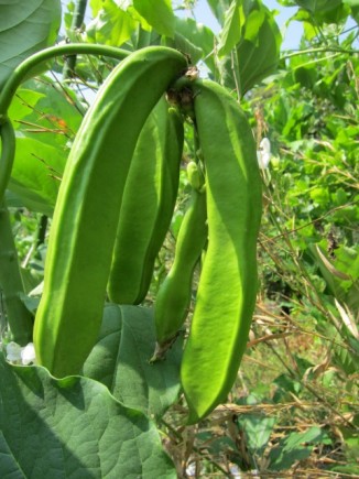 画像(326x435)・拡大画像(480x640)