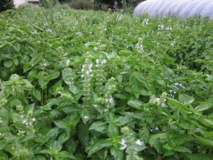 画像(300x225)・拡大画像(640x480)