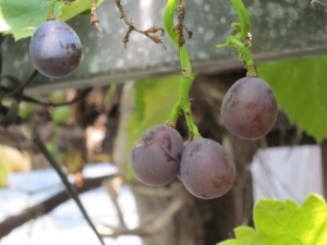 画像(300x225)・拡大画像(640x480)