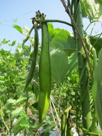 画像(326x435)・拡大画像(480x640)