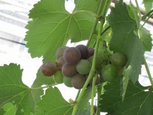 画像(300x225)・拡大画像(640x480)