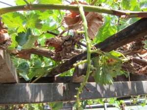 画像(300x225)・拡大画像(640x480)