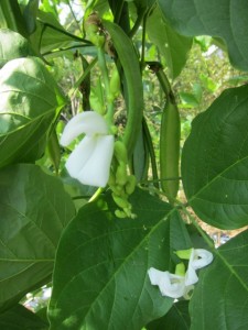 画像(225x300)・拡大画像(480x640)