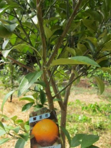 �摜(225x300)�E�g��摜(480x640)