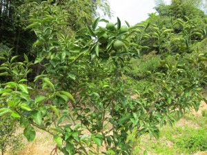 �摜(300x225)�E�g��摜(640x480)