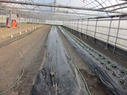 画像(435x326)・拡大画像(640x480)