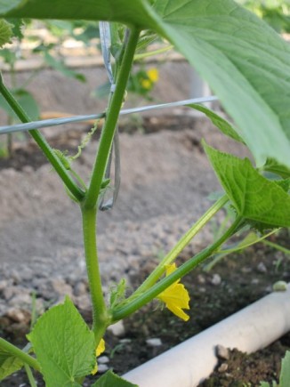 画像(326x435)・拡大画像(480x640)