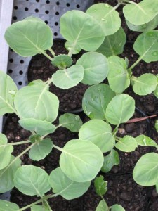 画像(225x300)・拡大画像(480x640)