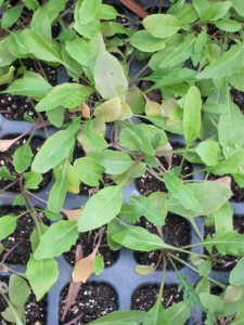 画像(225x300)・拡大画像(480x640)