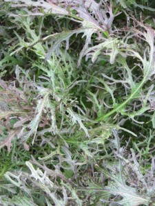 画像(225x300)・拡大画像(480x640)