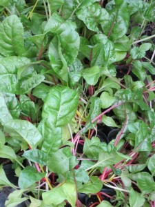 画像(225x300)・拡大画像(480x640)