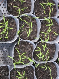 画像(225x300)・拡大画像(480x640)